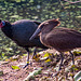 Guinea fowl and hammerkop