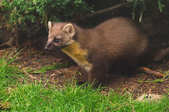 Pine Marten at close range.