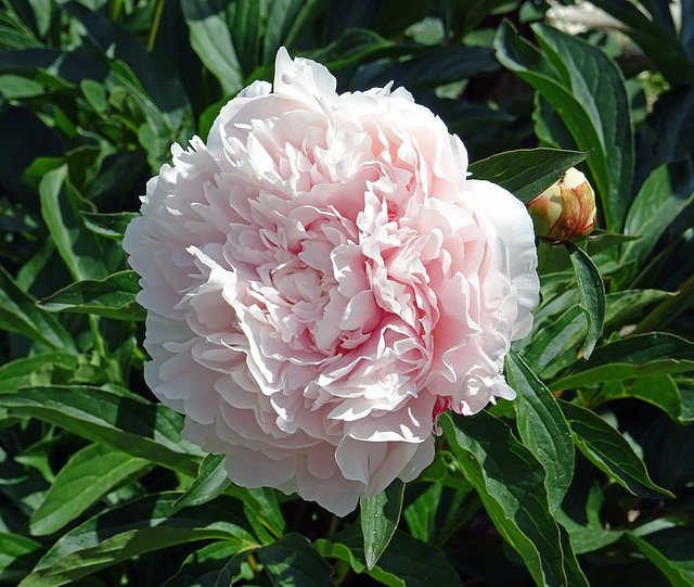 Paeonia