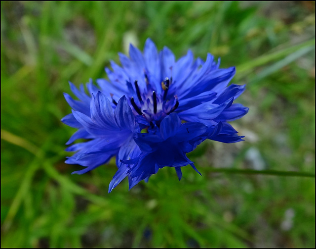 Goutte d'un ciel d'été...