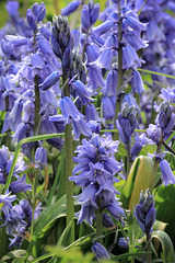 EOS 90D Peter Harriman 13 17 19 62492 spanishBluebells dpp