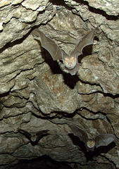 Bats in approach