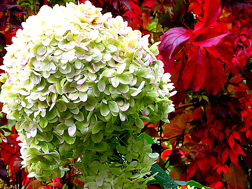 Hortensia en wilde wijn