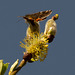 Orange Underwing Moth (4 of 4)