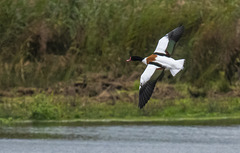 Shelduck