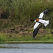 Shelduck