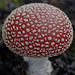 Amanita muscaria