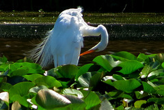 This was an orange-colored summer day.