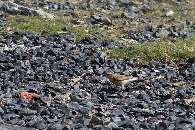 20140914 5305VRAw [NL] Steinschmätzer [w] (Oenanthe oenanthe), Terschelling