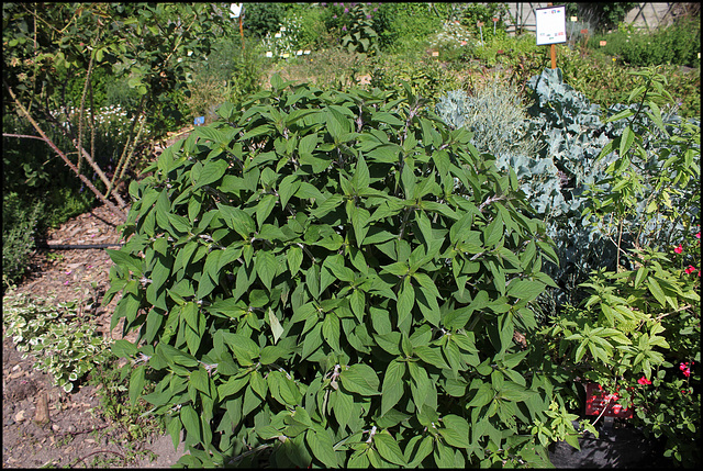 Salvia rutilans