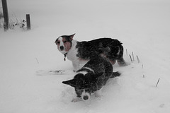 Can we go home now?  Ieuan and Bechan in snow