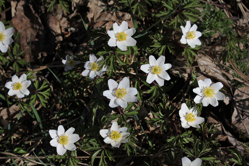 anemone sylvie  (8)