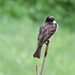 Eastern Phoebe