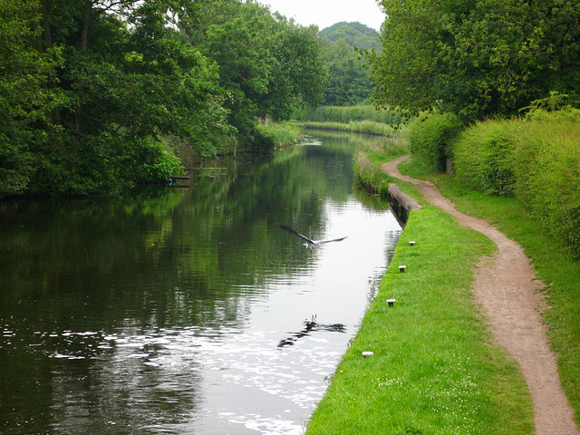 Heron takes off from the Staffordshire and Worcestershire Canal