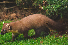 Pine Marten at close range.