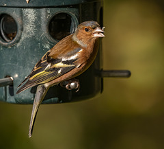 Chaffinch