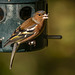 Chaffinch