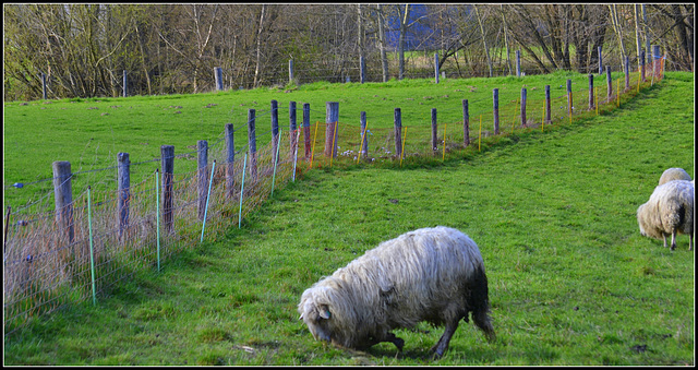 Sheep eating on their knees