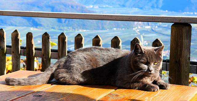 Hofkatze am Buschenschank Lenzenhof