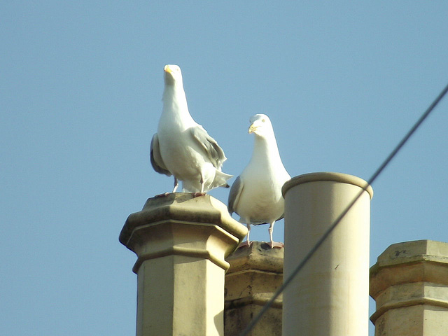 Dolly and Kenny have decided they want to roost here again