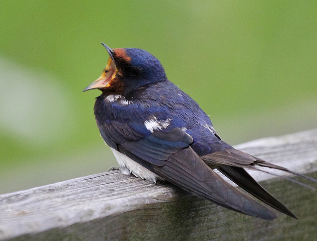 ...ich habe Hunger (Schwalbennestling)