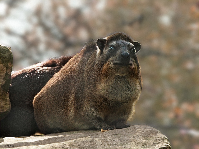 Dassie Portrait