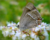 Purple Hairstreak ~  Eikenpage (Favonius quercus)...