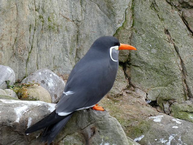 Inca Tern