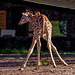 Giraffe.. trying to eat its greens :)