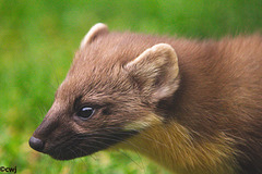 Pine Marten at close range.