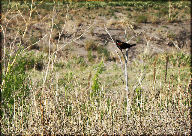 Red winged blackbird