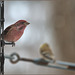 Purple finch stock still, or nearly so