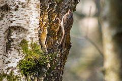 Treecreeper (2 of 2)