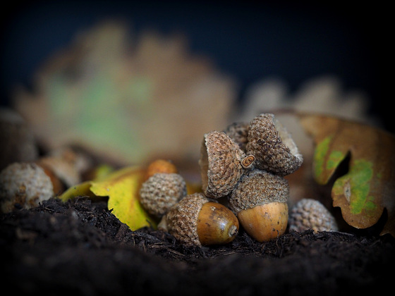 Acorns for ...