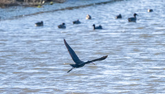 Gossy Ibis