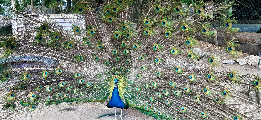 Pfau