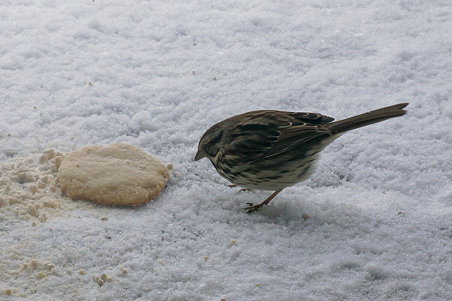 Look!  It's A Cookie!