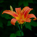 Lily of the Embankment