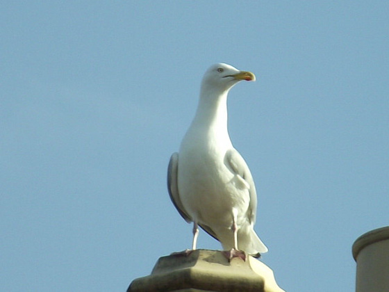 On the look-out