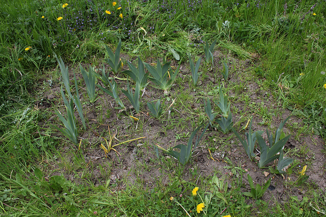 Iris Pamina (1)