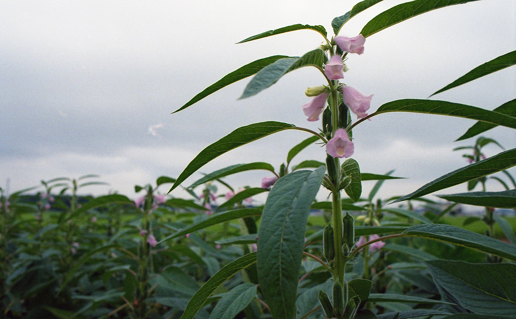 Okra