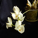 Catasetum tapiriceps