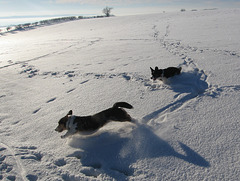 Fun in the snow