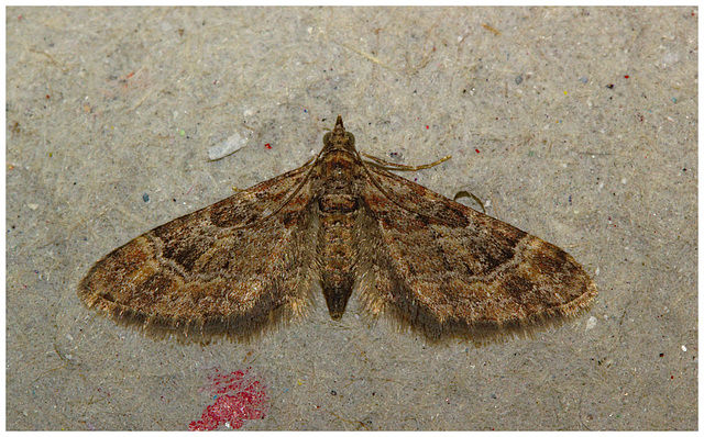 Moth IMG_0690