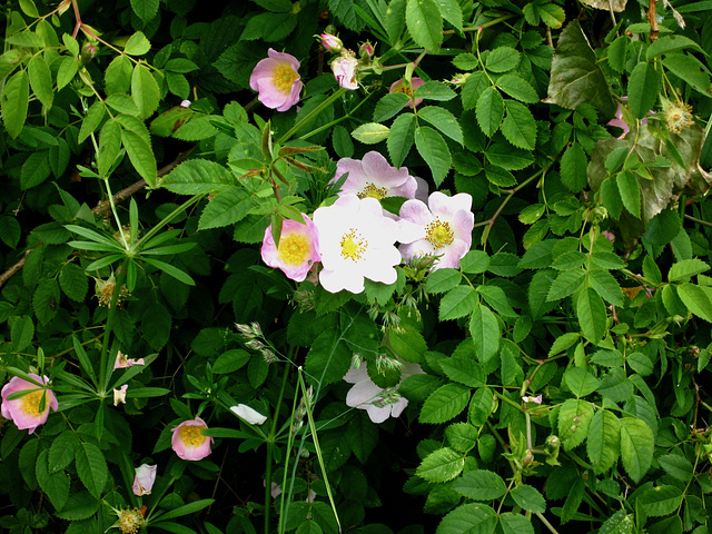 Rosa canina, the Dog Rose in Smestow Valley Nature Reserve