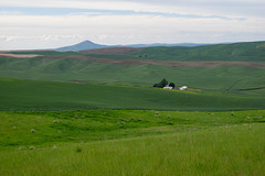 Palouse Country