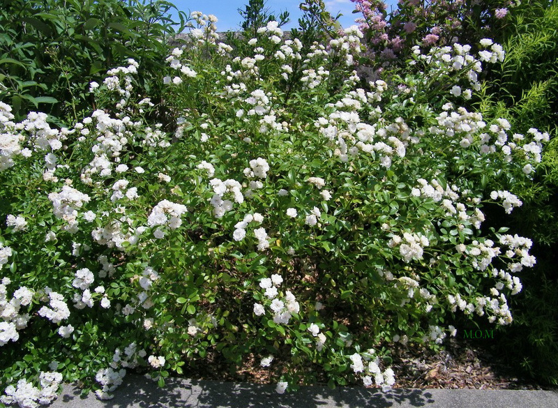 Fleurs blanches*************