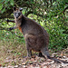 Swamp wallaby