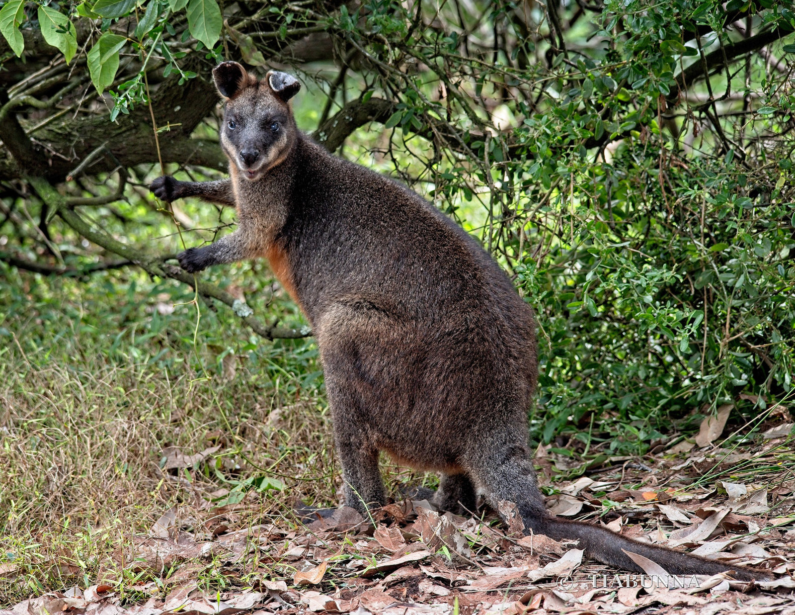 Swamp wallaby