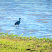 Glossy Ibis